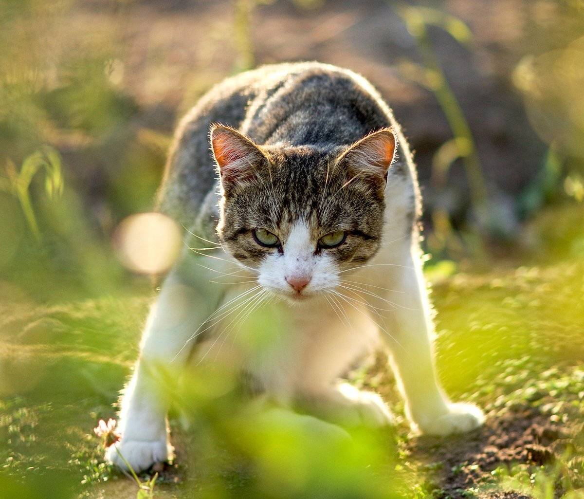 Чьих будешь, братан?. Автор: Сергей (Bekr) , Сергей (Bekr)