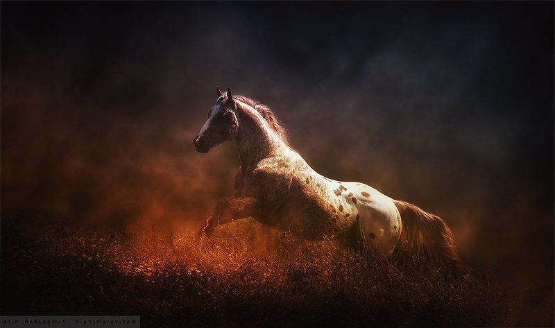 dust, field, horse, лошадь, поле, пыль UT Spurs For Olenaphoto preview