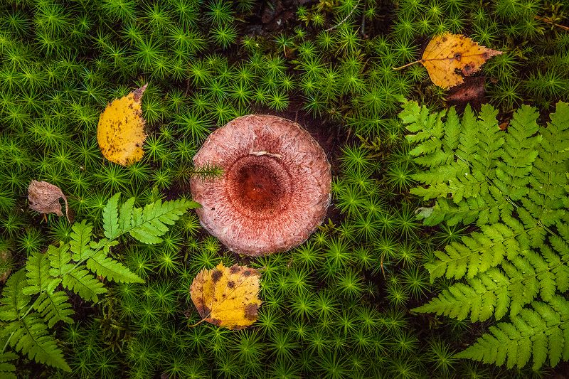 Лесное творчествоphoto preview