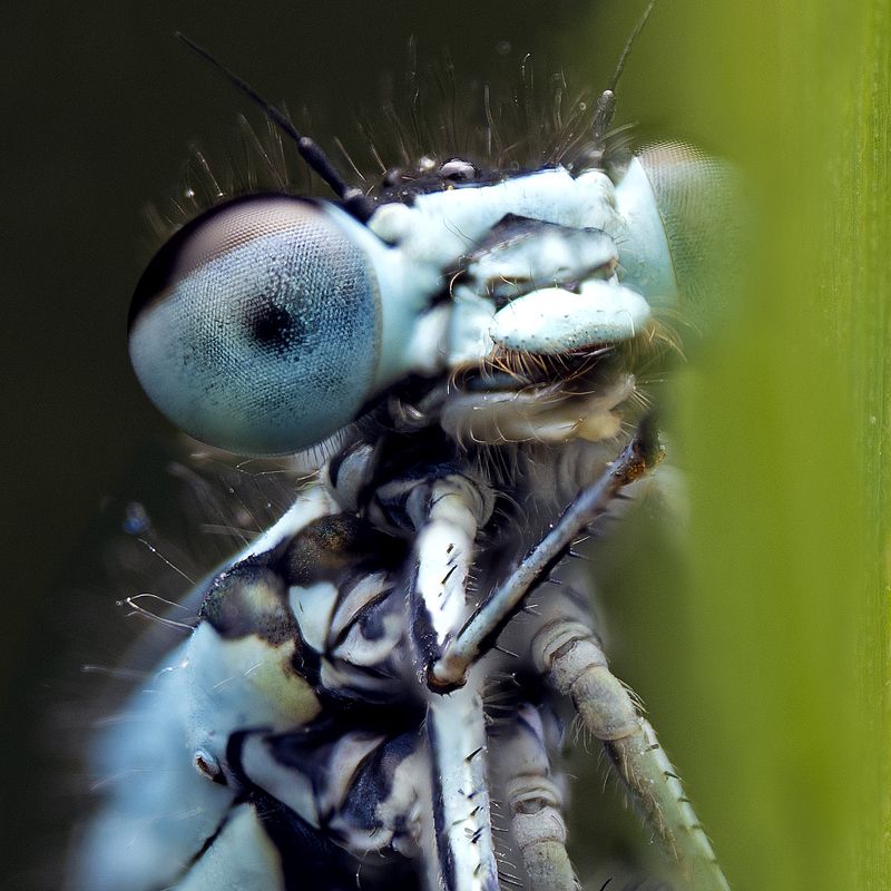 макро стрекоза природа насекомые Стрекоза голубаяphoto preview