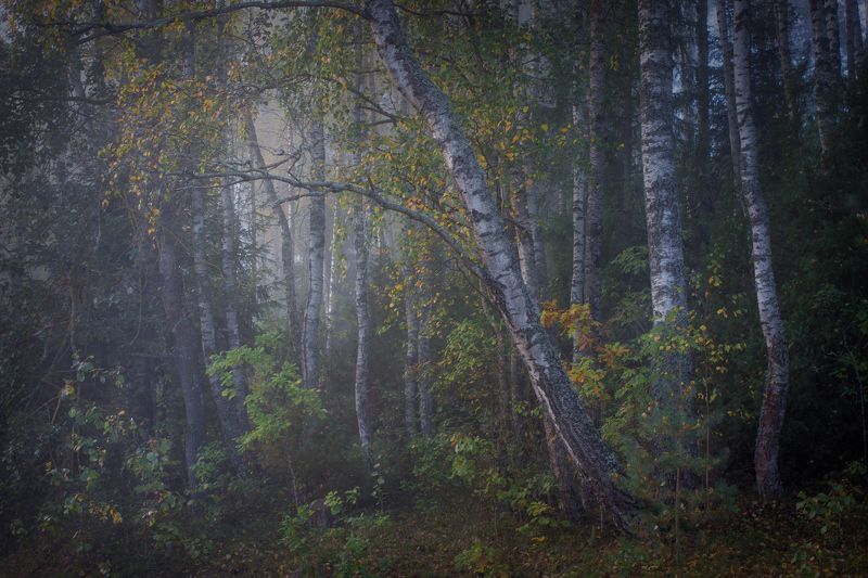 ********photo preview