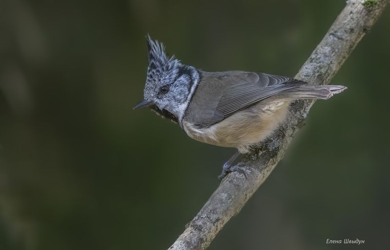bird of prey, animal, birds, bird,  animal wildlife,  nature,  animals in the wild, птицы, птица, гренадёрка, хохлатая синица, european crested tit European crested titphoto preview