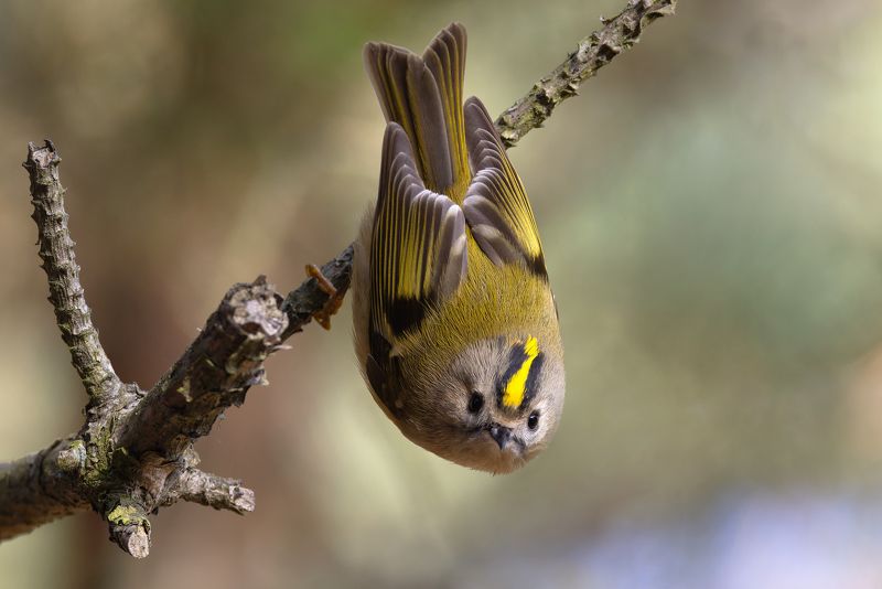 королек, regulus regulus, птицы, фото птиц Желтоголовый королек. (Regulus regulus)photo preview