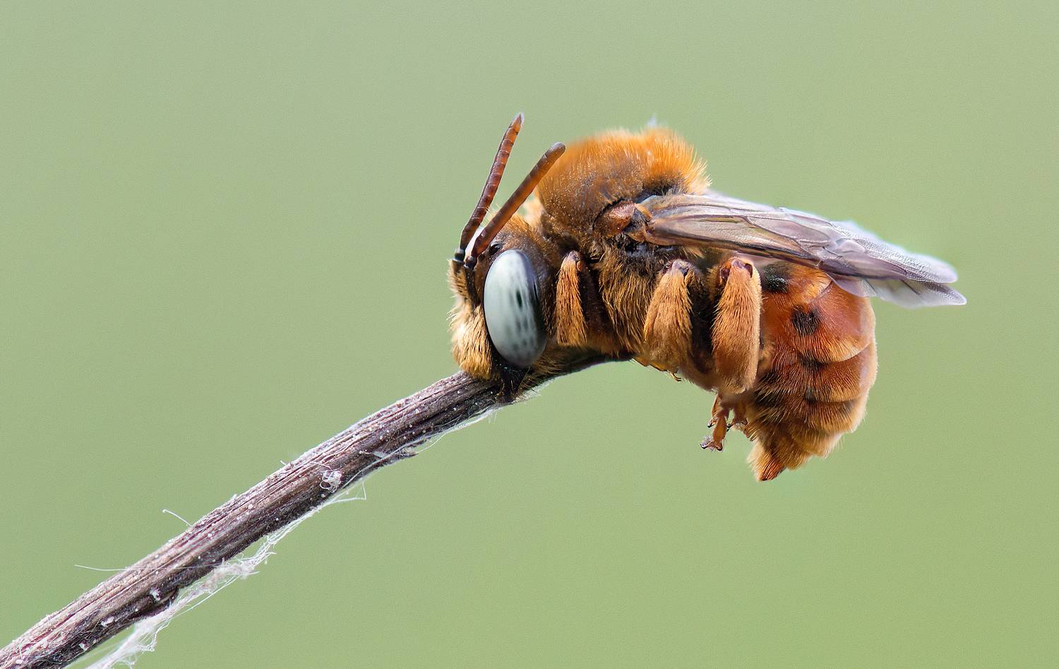 Пушиська рыжо-рогатая :). Автор: НиКоЛаЙ , НиКоЛаЙ