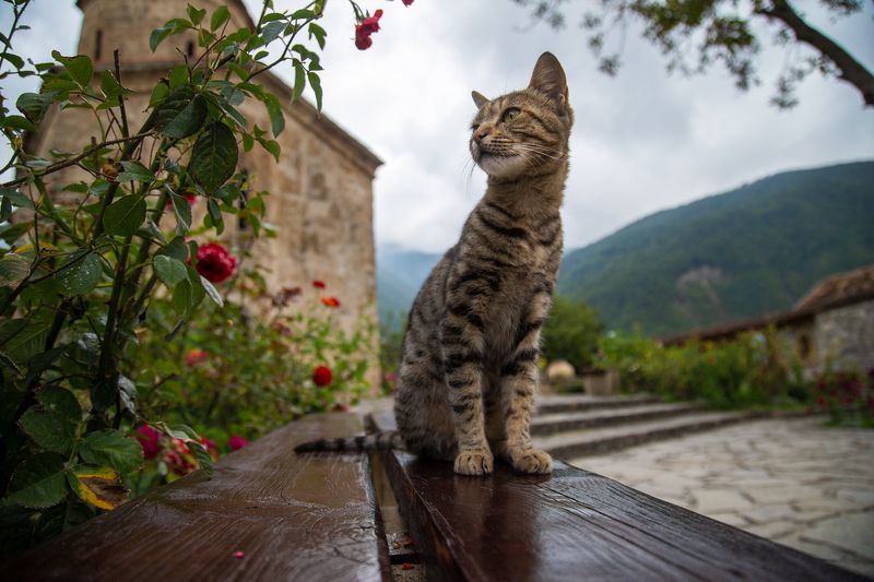 Кисаphoto preview