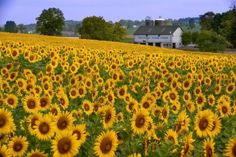 Sunflower Beautyphoto preview