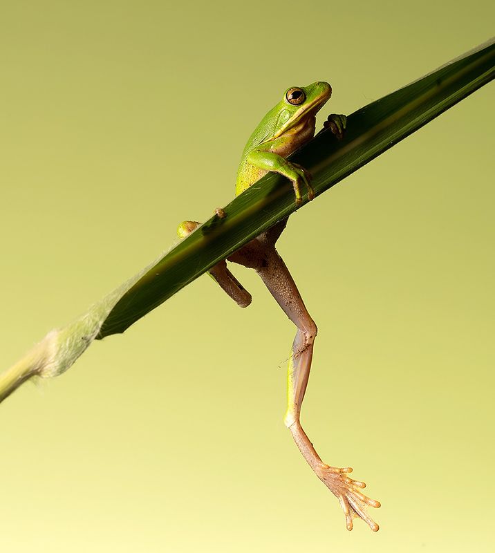 макро, квакша, лягушка, frog,  macro, земноводные Квакша. Frog. Hylidae - Зеленая североамериканская Квакшаphoto preview