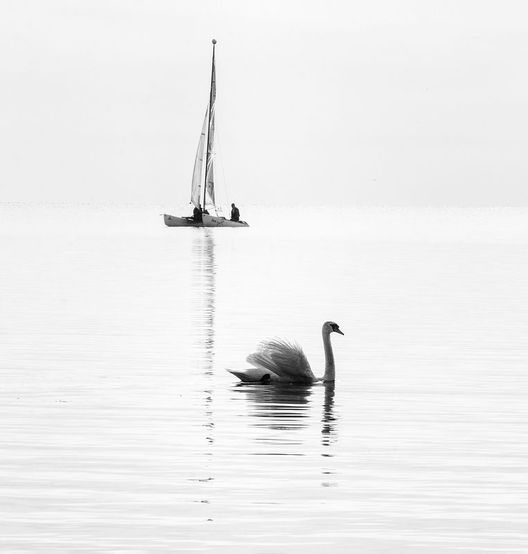 чб,пейзаж,балтика,лето,лебедь,парусник,фотография,фуджи идиллия фото превью