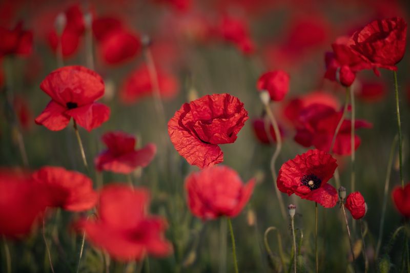 маки цветы лето природа Маки фото превью