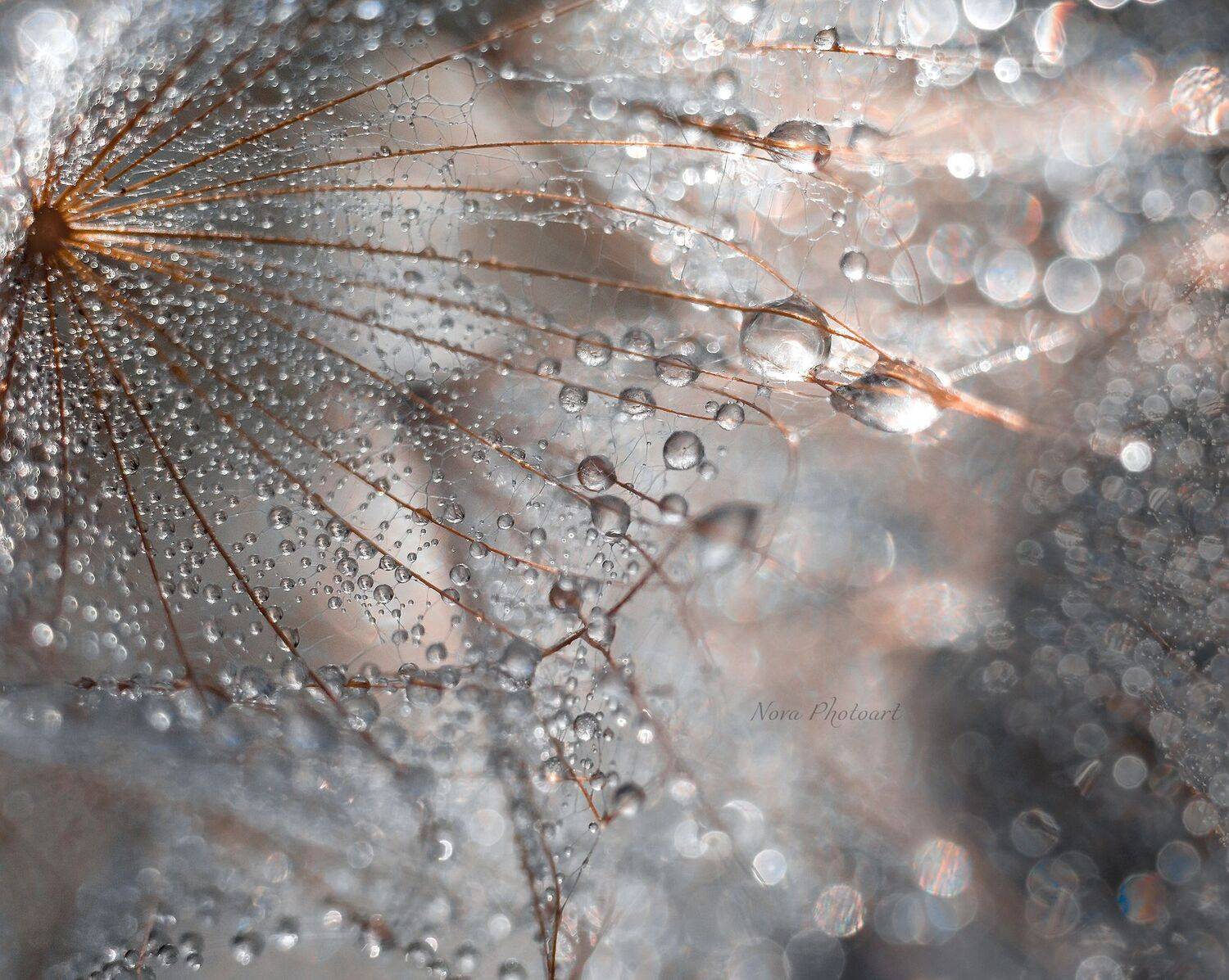 макрофотография, macro, макромир, макросъёмка, фотоприроды, nature, артфото, фотомакро, боке, мануальнаяоптика, макро, макрофото, макросъемка, красота, роса, капли, Svetlana Smirnova