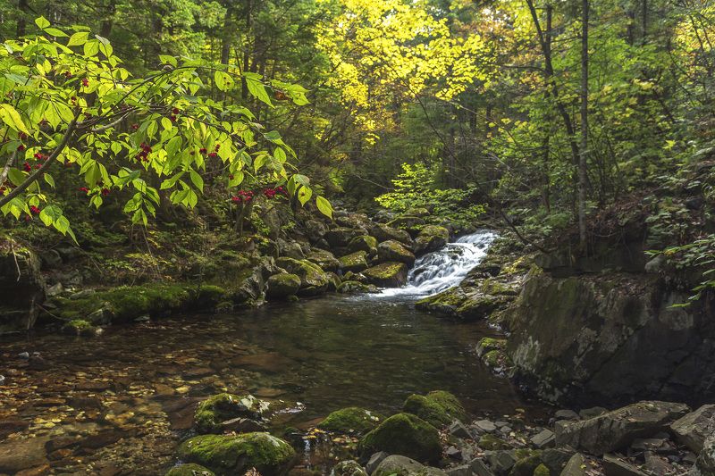 Тайга, ручей, бересклет photo preview