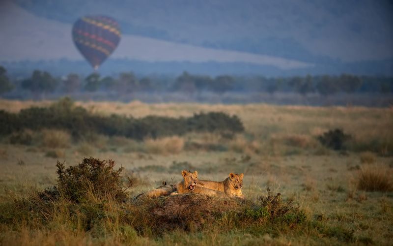 Африканские встречиphoto preview