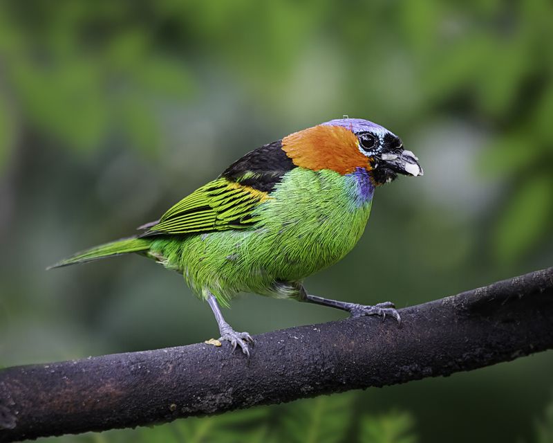 birds, aves, mata atlantica, brasil, passaros, Saíra-militarphoto preview