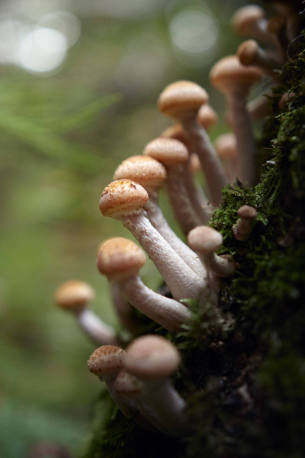 Опята. Автор: Валерий Вождаев грибы, лес, опята, Валерий Вождаев