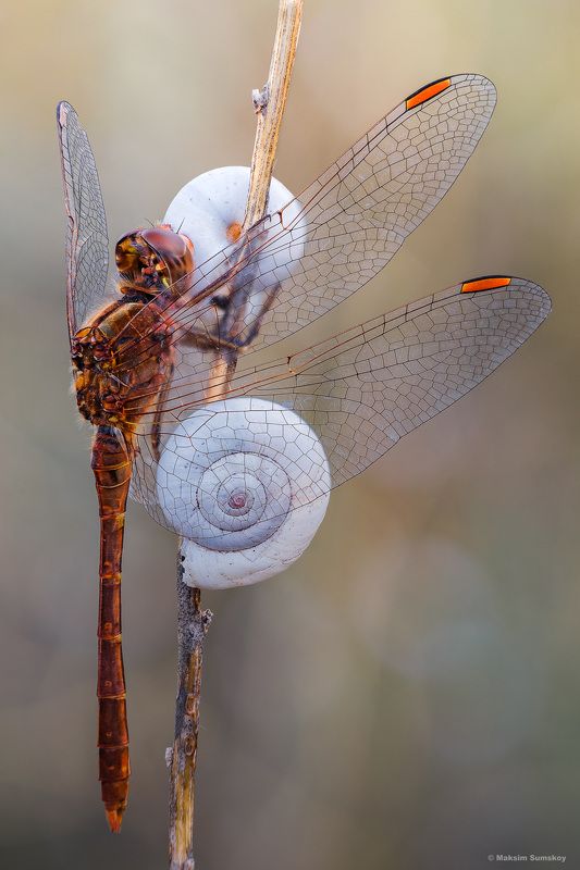 Я вам не помешаю?photo preview