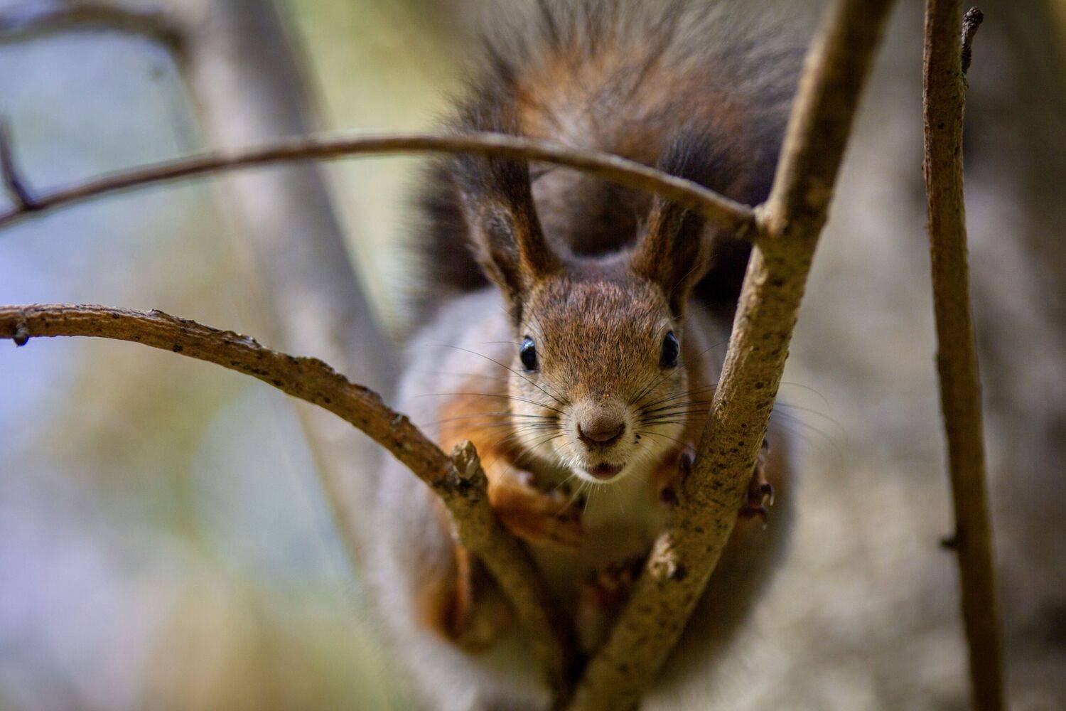Автор: Сергей Фаренюк , Сергей Фаренюк