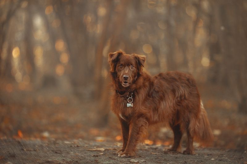 собака photo preview