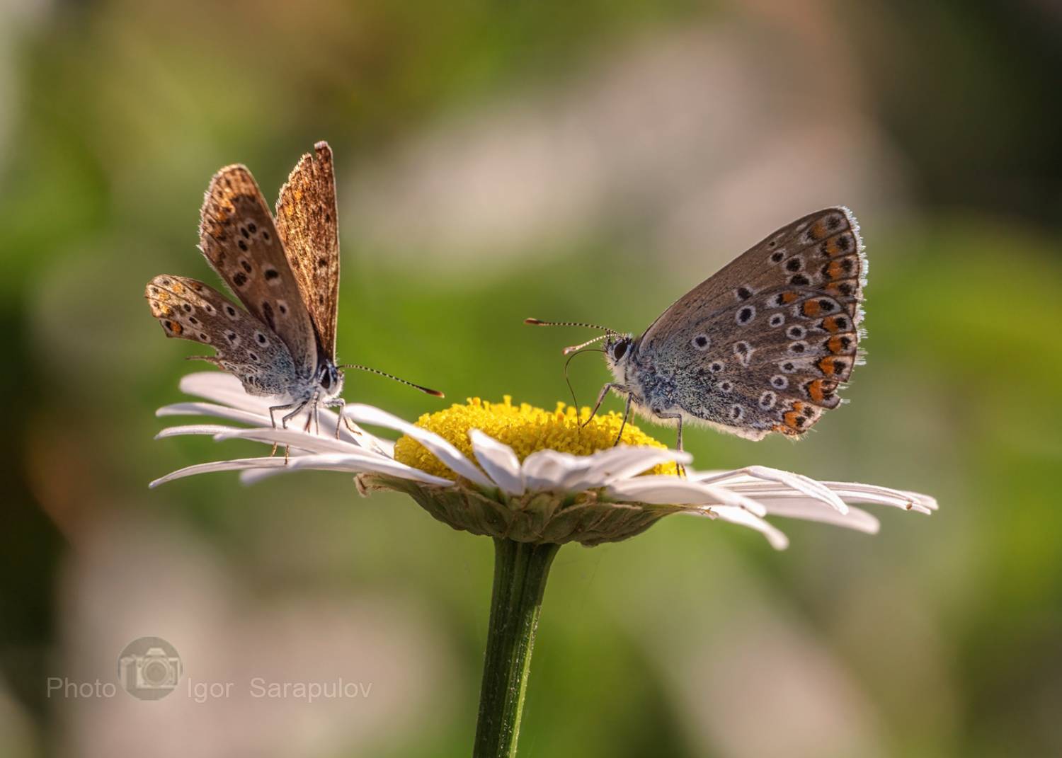 Ромашка и голубянки. Автор: Сарапулов Игорь цветущий сентябрь, цветок, фотоохота, ромашка, обозрение, насекомое, маленькая бабочка, макросъёмка, двое, голубянки, бабочки, macro, lycaenidae, live for the story,, Сарапулов Игорь
