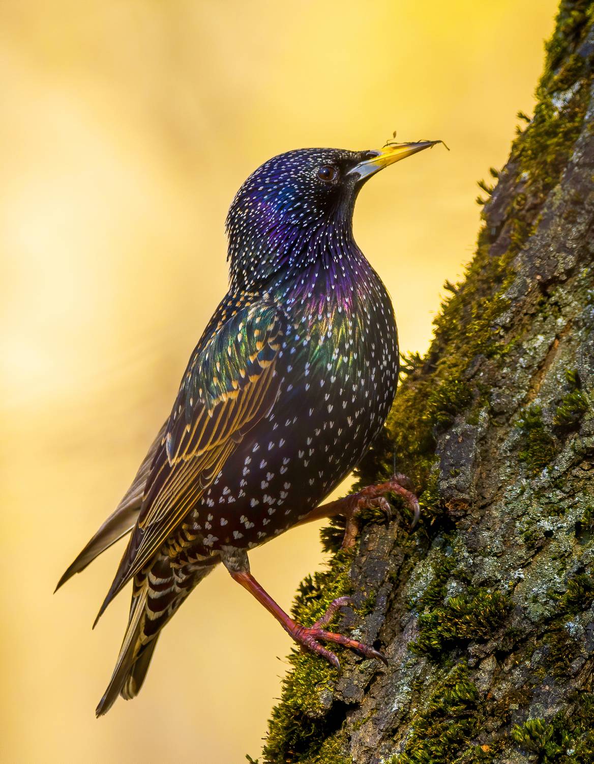 птицы, фотоохота, birdwatching, Михаил Ездаков