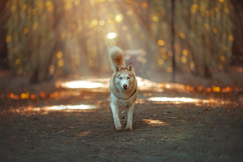 собака, хаски Почти волчицаphoto preview