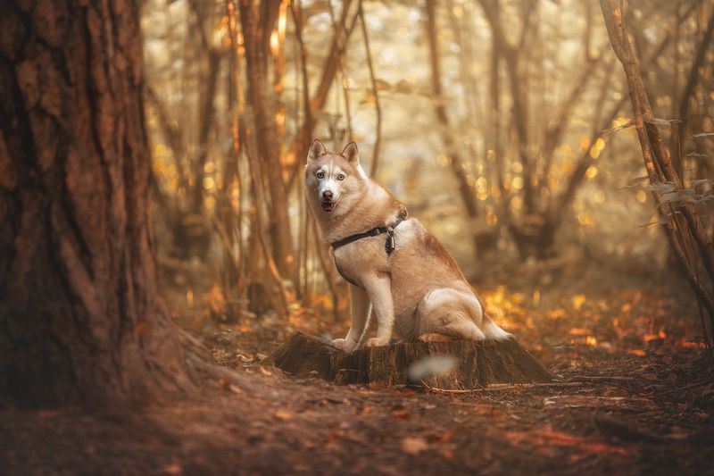 собака, хаски Сашаphoto preview