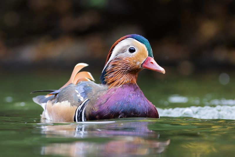 мандаринка, птицы, фото птиц Мандаринка.photo preview