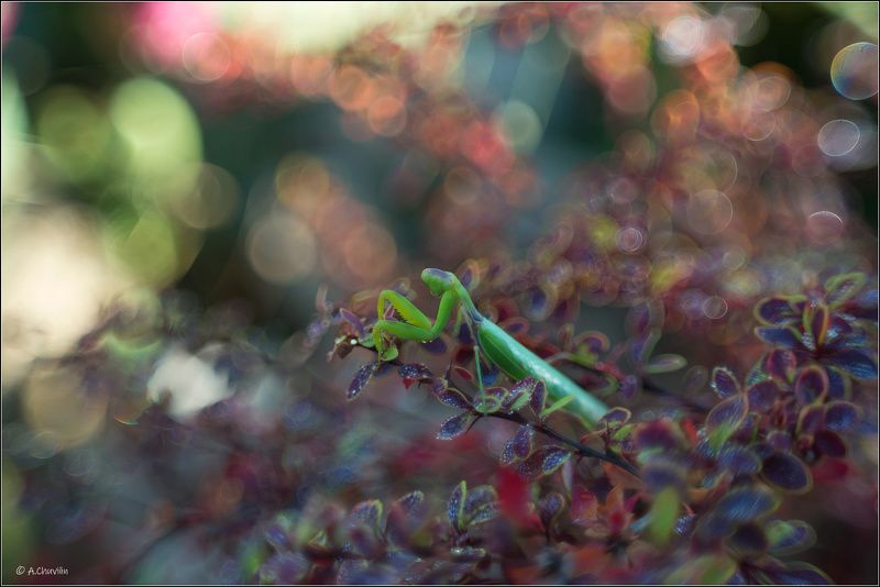 утро,роса,богомол,барбарис Богомол фото превью