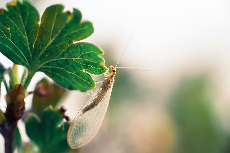 макро, златоглазка, насекомое, насекомые, macro, insect, macroworld, макромир Златоглазка в травеphoto preview