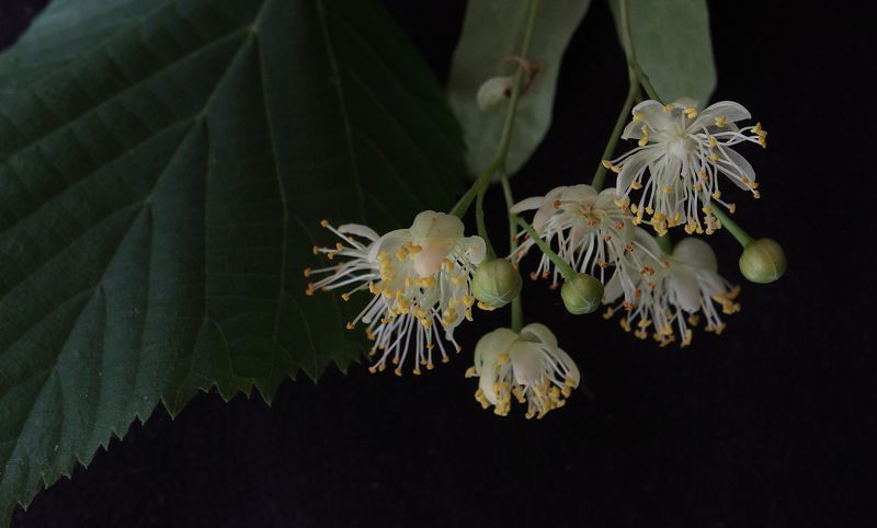 tilia липа Tilia cordata 2 фото превью