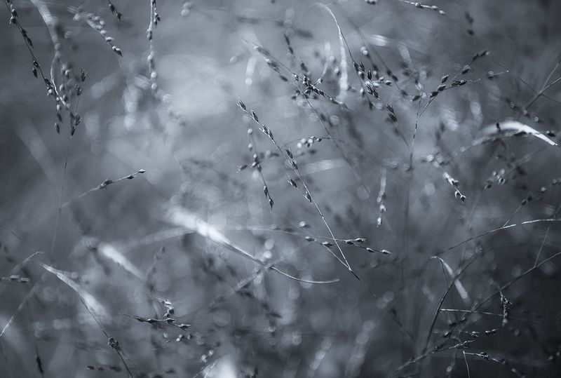 Осень в монохромеphoto preview