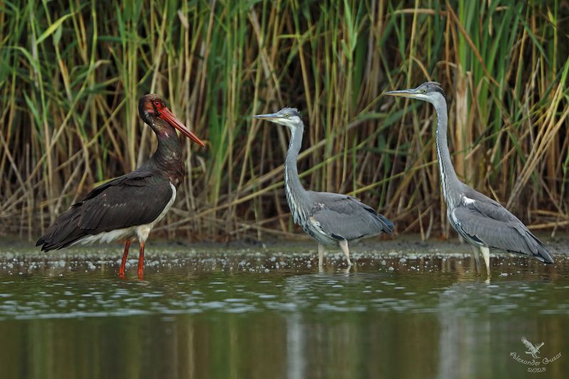 серая цапля.чёрный аист. Двое на одного.photo preview