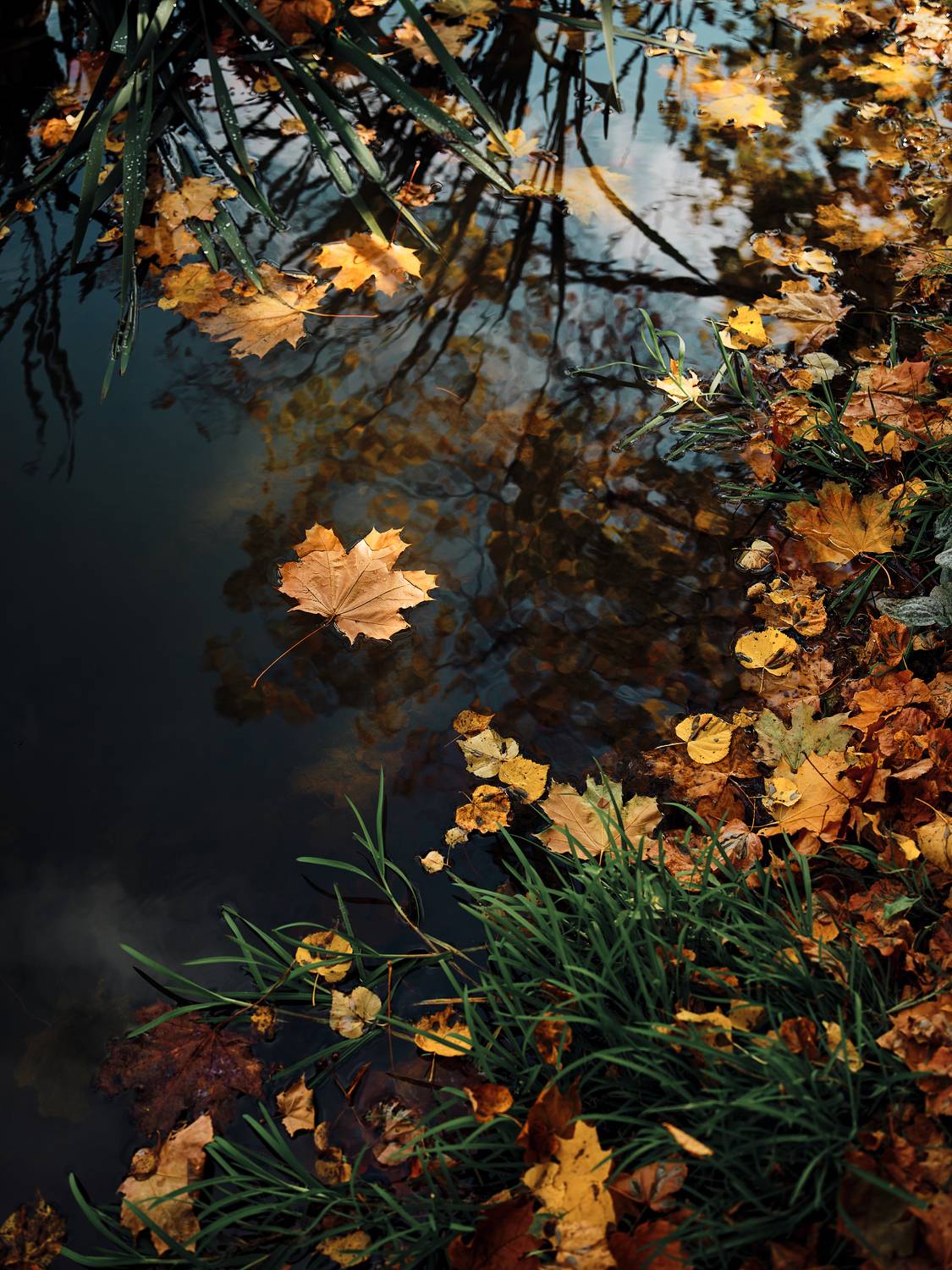 , Дмитрий Дыбов