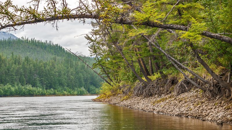 плато путораны, река, яктали, лиственницы, владимир коваль Река Якталиphoto preview