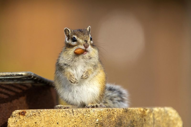 Сбор урожаяphoto preview