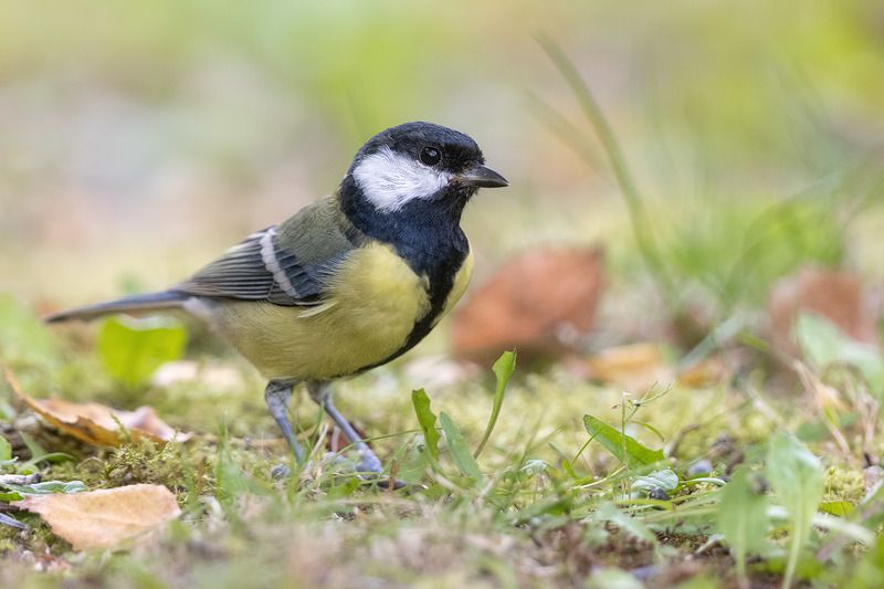 птицы, подмосковье ***photo preview