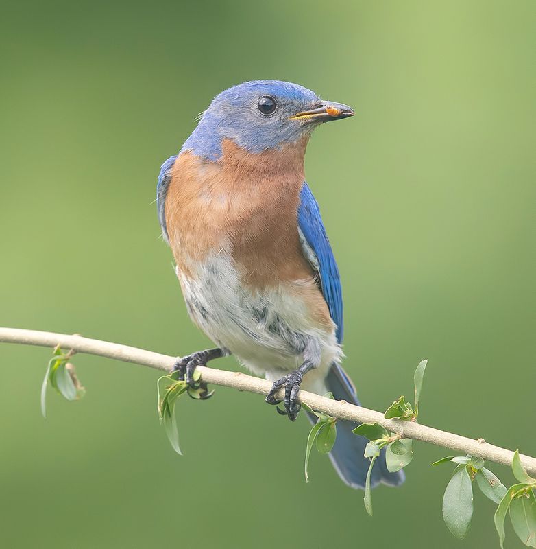 восточная сиалия, eastern bluebird, bluebird Eastern Bluebird male -Восточная сиалия. самецphoto preview