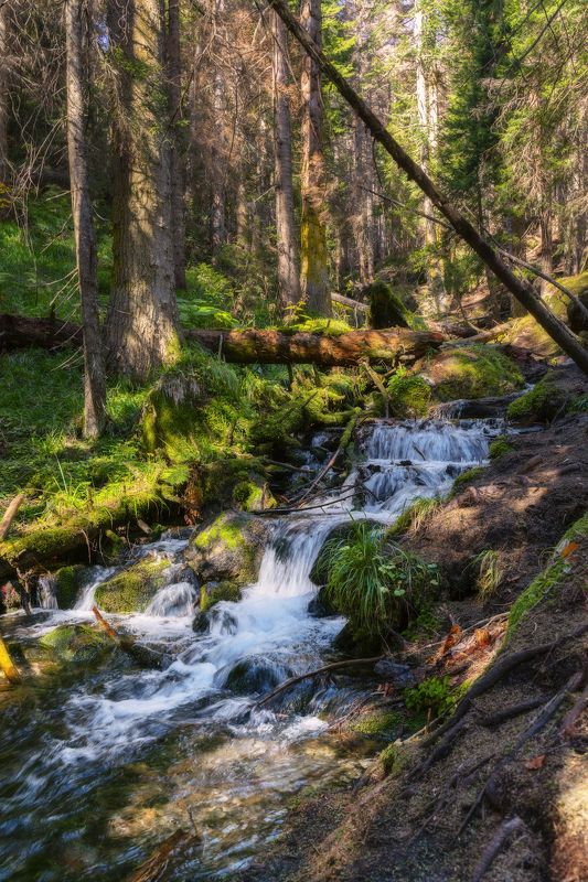 В Тебердинском заповедникеphoto preview