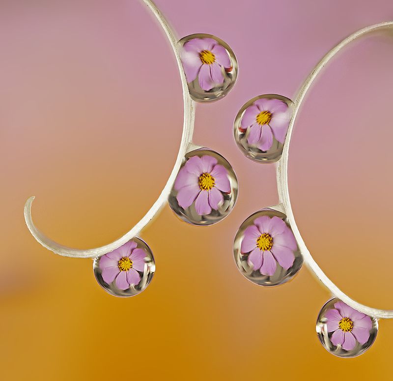 макро капли цветы  Макро арт с каплямиphoto preview