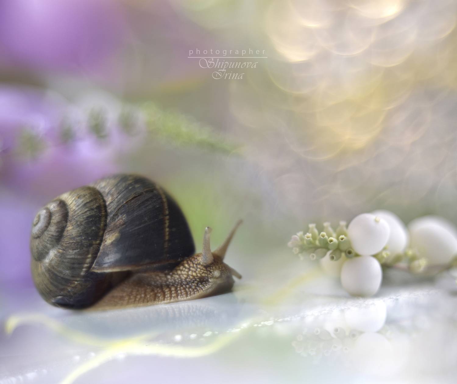 , Ирина Шипунова