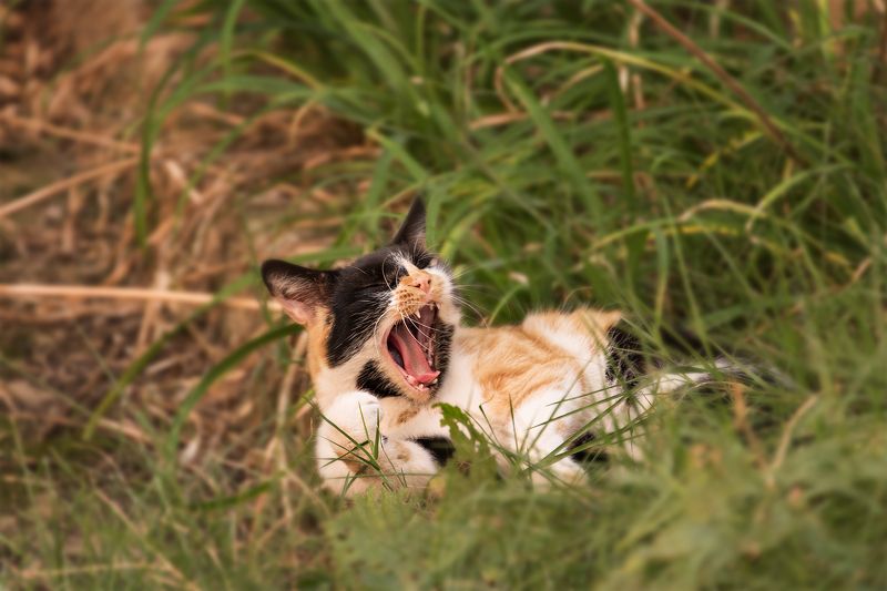 afternoon, animal, animals, cat, color, colors, green, nature, photography, yawn, Послеобеденная зевотаphoto preview