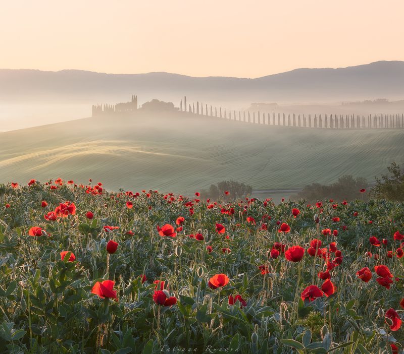 Рассвет на маковых полях Тосканыphoto preview