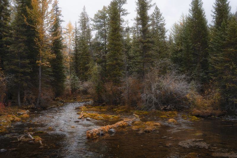 altay, autumn, river, green, yellow, landscape, moody ***photo preview