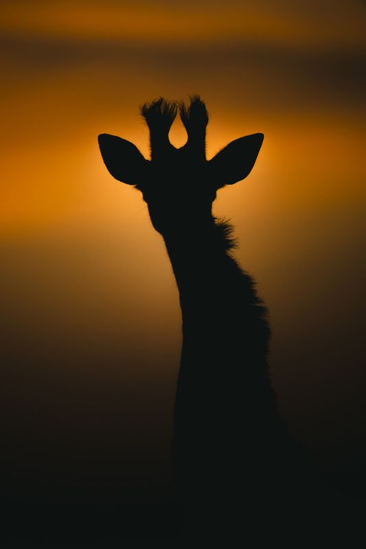 giraffe Giraffe silhouettephoto preview
