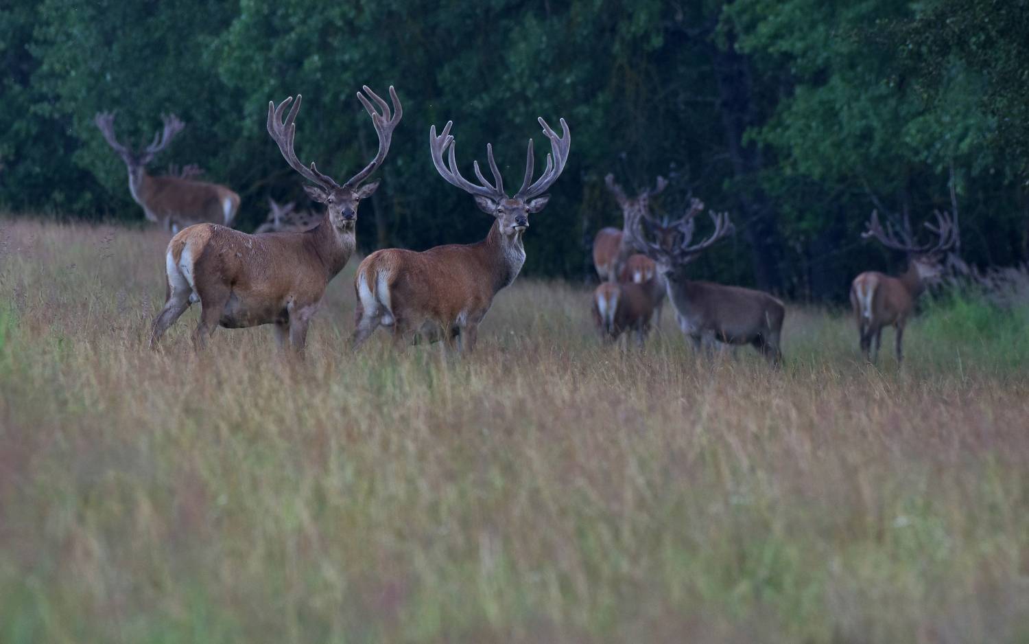 .... Автор: Макеев Алексей , Макеев Алексей