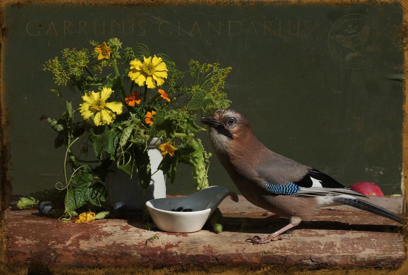 garrulus glandarius К.г.: этюд  с огурцамиphoto preview