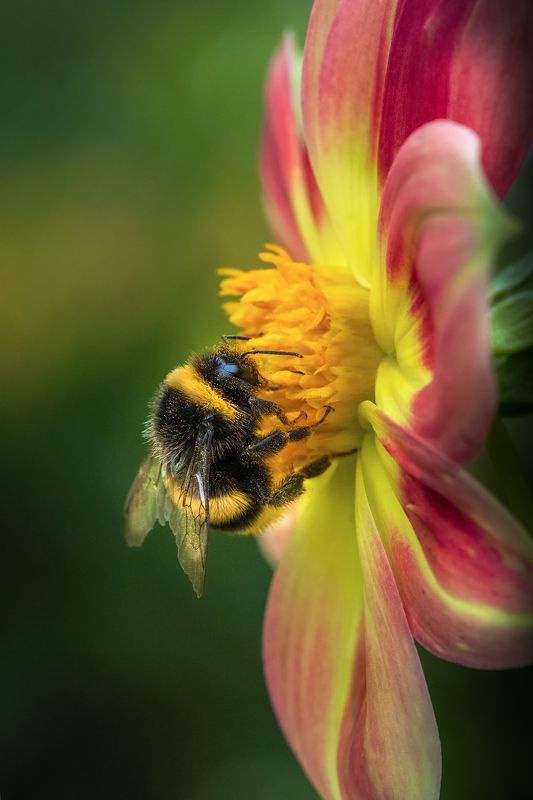шмель, осень, октябрь, цветок, георгин, макро, насекомые Октябрёнокphoto preview
