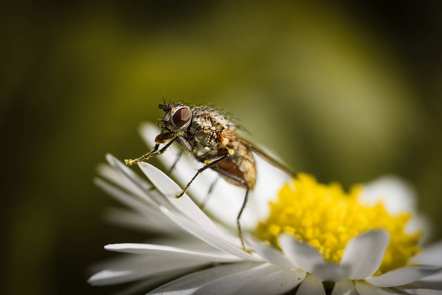 макро, муха, macro, fly, insect, насекомое, macroworld, пыльца, маргаритка, daisy, small, micro, little, close, Колесенко Иван