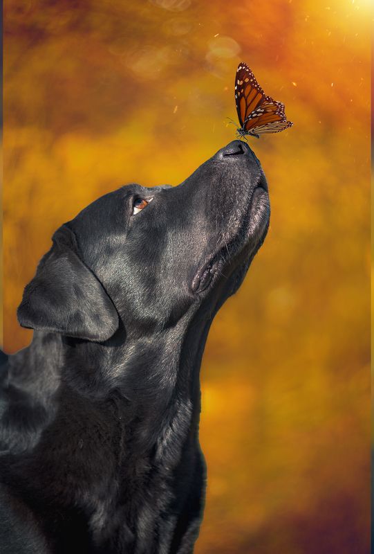 собака лабрадор осень животные Лаймон фото превью
