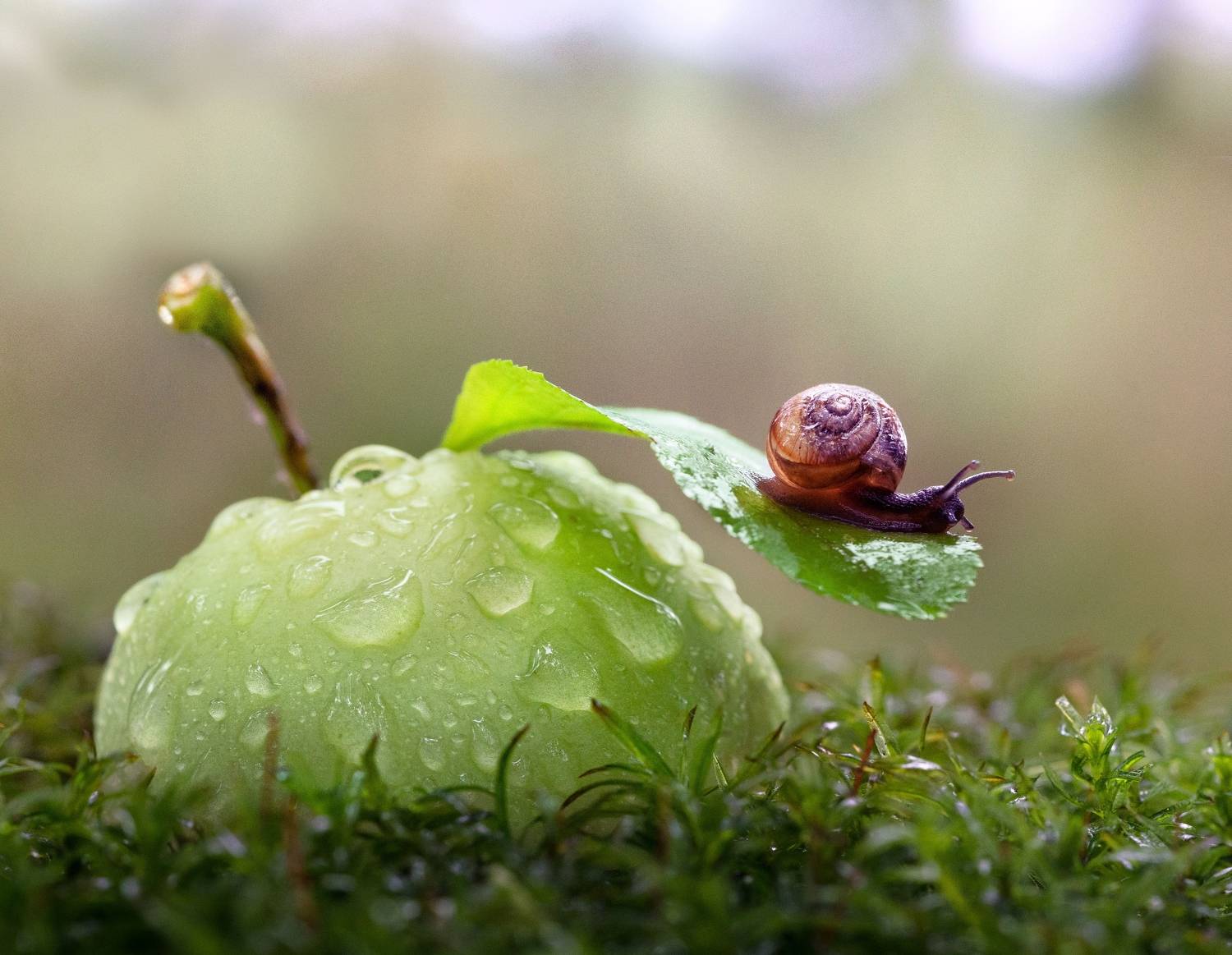 Автор: Татьяна Гореславец , Татьяна Гореславец
