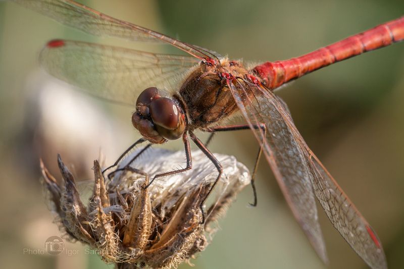 фотоохота, стрекоза кровяная, стрекоза кроваво-красная, стрекоза,  сжатобрюх кроваво-красный, осень,  насекомое, макросъёмка, крылья, красный,  sympetrum sanguineum, sympetrum, macro, live for the story, Стрекоза кроваво-красная фото превью